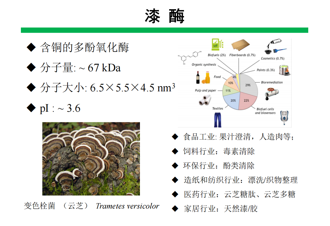 漆酶规模化发酵生产